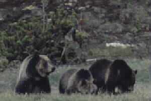 Obsidian and Cubs - Spring 2001 by John W. Uhler ©
