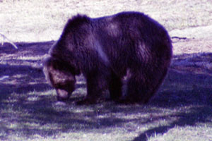 Grizzly Bear along Obsidian Creek - 11 May 2002 by John W. Uhler ©