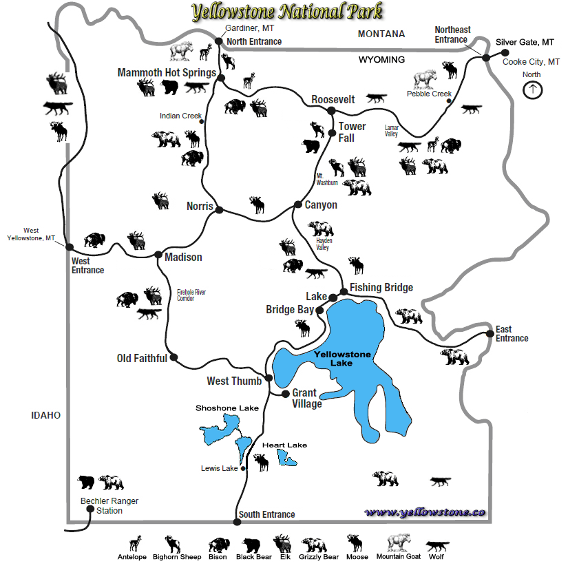 Yellowstone National Park Animals Mammals Yellowstone Up Close And