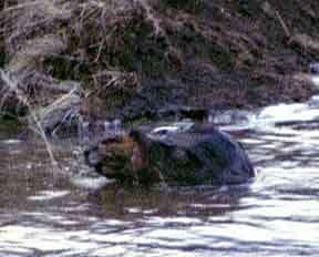 Beaver on Soda Butte Creek in Lamar Valley - 18 May 2002 by John W. Uhler ©
