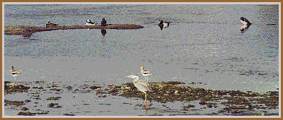 Birds on the Yellowstone River