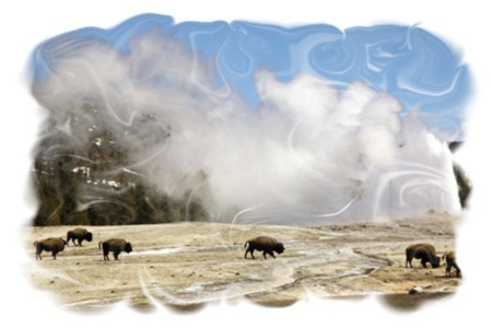 Old Faithful Eruption and Buffalo by John William Uhler Copyright © All Rights Reserved