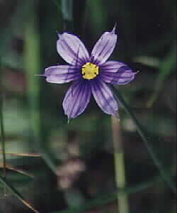 Common Blue-Eyed-Grass - Spring 2001 by John W. Uhler ©
