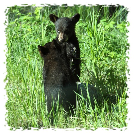 Black bear cubs by John William Uhler Copyright © All Rights Reserved