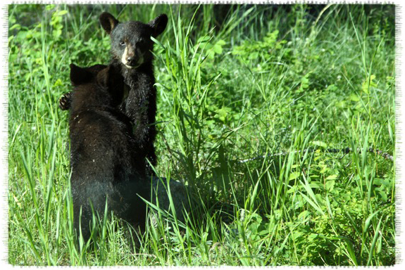 Black bear cubs by John William Uhler © Copyright All Rights Reserved