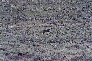 Druid Peak Pack Black Wolf in Lamar Valley - 27 May 2002 by John W. Uhler ©