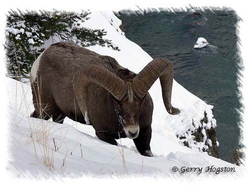 Yellowstone Bighorn Sheep ~ © Copyright All Rights Reserved Gerry Hogston