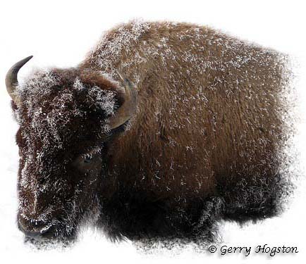 Yellowstone Bison in Winter ~ © Copyright All Rights Reserved Gerry Hogston