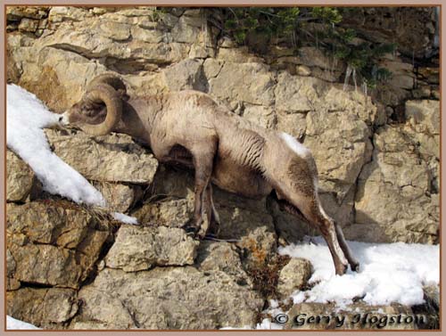 Yellowstone Bighorn Ram ~ © Copyright All Rights Reserved Gerry Hogston
