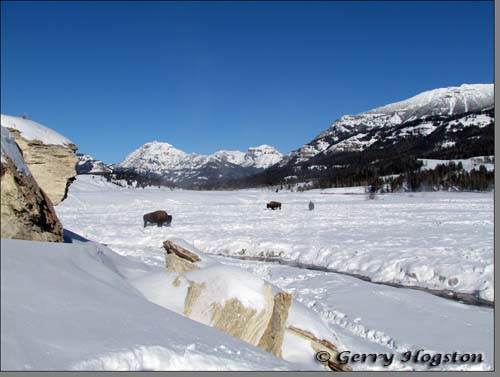 Buffalo at the Soda Butte Cone ~ © Copyright All Rights Reserved Gerry Hogston
