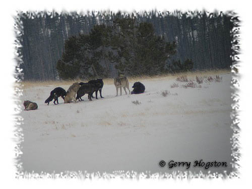 Yellowstone Wolves ~ © Copyright All Rights Reserved Gerry Hogston