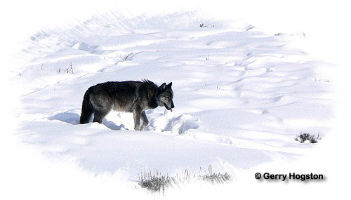 Yellowstone Wolf ~ © Copyright All Rights Reserved Gerry Hogston