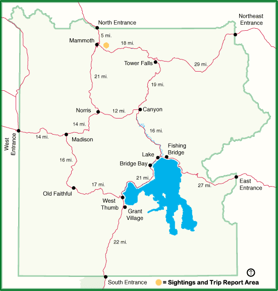 Sightings and Trip Report are from the North and Northeast Area of Yellowstone