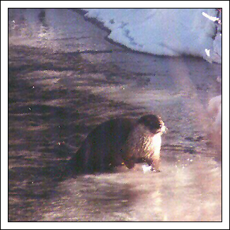Yellowstone Otter - November 11, 2000 by John W. Uhler ©