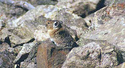 American Pika Picture by John William Uhler taken on 28 June 2002 on Mount Washburn in Yellowstone © Copyright All Rights Reserved