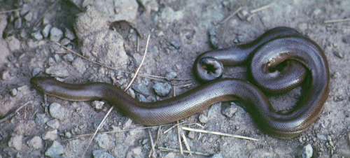 Rubber Boa Snake - NPS Photo
