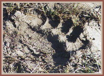 Grizzly Bear Track