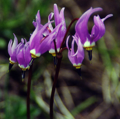 Slimpod Shooting Star (Dodecatheon conjugens)