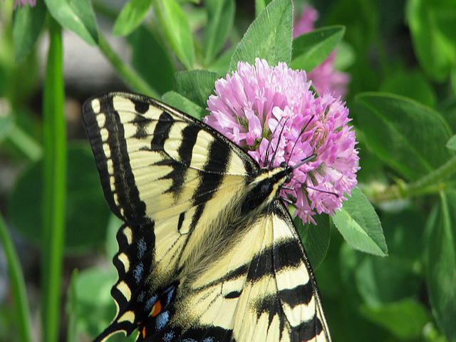 Swallowtail on Clover by Pat Eftink © Copyright All Rights Reserved