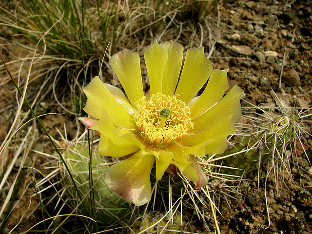 Prickly Pear Cactus by Pat Eftink © Copyright All Rights Reserved