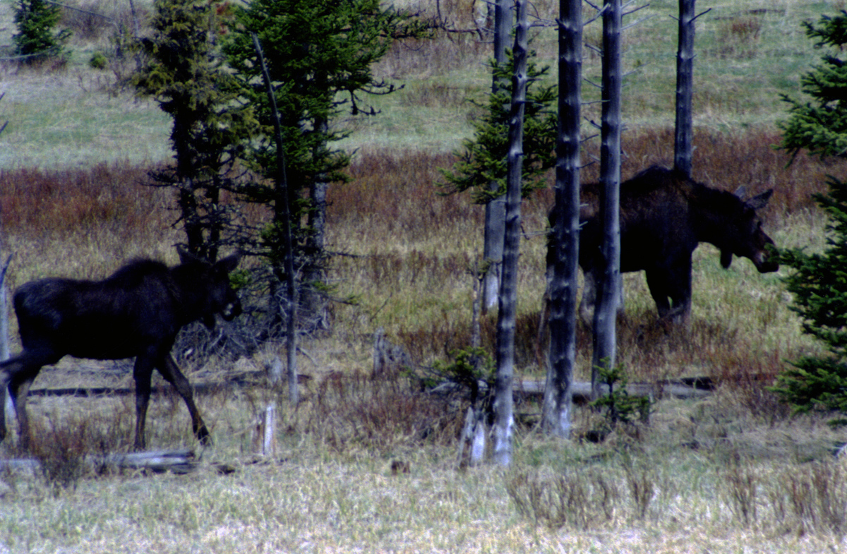 Moose in Yellowstone National Park by John William Uhler © Copyright All Rights Reserved