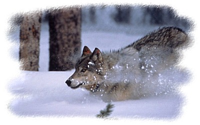 Yellowstone Wolf ~ NPS Photo