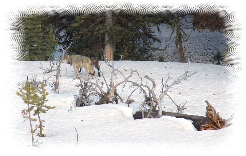 Wolves near Canyon by John William Uhler © Copyright All Rights Reserved