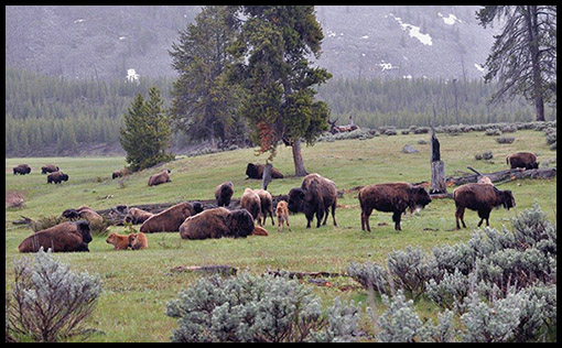Bison in Lamar Valley ~ © Copyright All Rights Reserved Jeff Womack