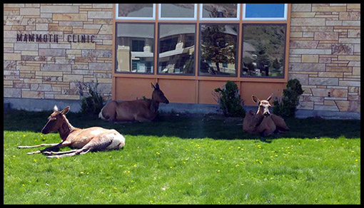 Elk at Mammoth Clinic ~ © Copyright All Rights Reserved Jeff Womack