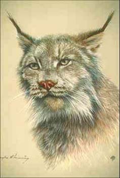 Lynx © Page Makers, LLC