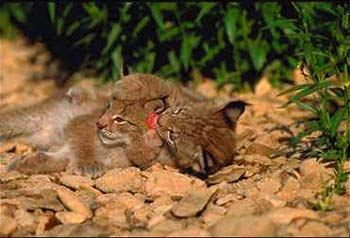 Lynx © Page Makers, LLC