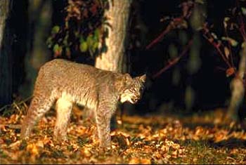 Lynx © Page Makers, LLC