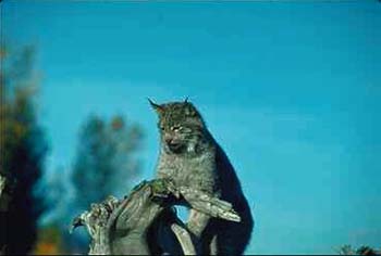 Lynx © Page Makers, LLC