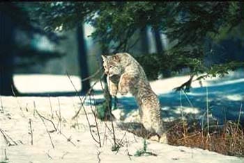 Lynx © Page Makers, LLC