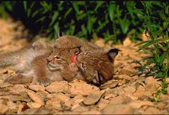 Lynx © Page Makers, LLC