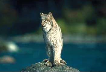 Lynx © Page Makers, LLC