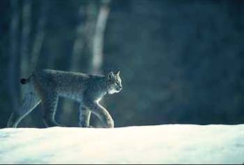 Lynx © Page Makers, LLC