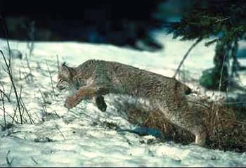Lynx © Page Makers, LLC