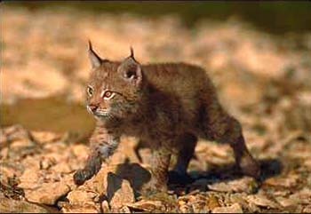 Lynx © Page Makers, LLC