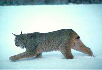 Lynx © Page Makers, LLC