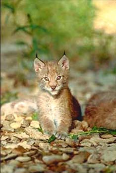 Lynx © Page Makers, LLC