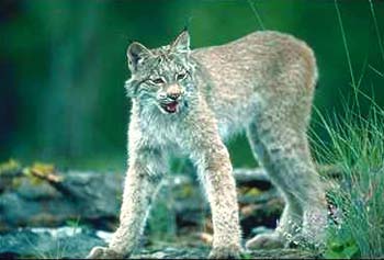 Lynx © Page Makers, LLC