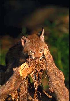 Lynx © Page Makers, LLC