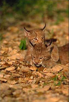 Lynx © Page Makers, LLC