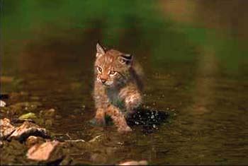 Lynx © Page Makers, LLC