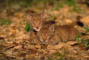 Lynx © Page Makers, LLC