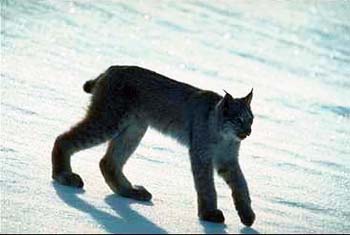 Lynx © Page Makers, LLC