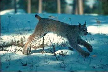 Lynx © Page Makers, LLC