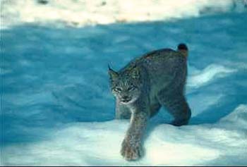 Lynx © Page Makers, LLC