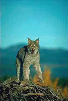 Lynx © Page Makers, LLC